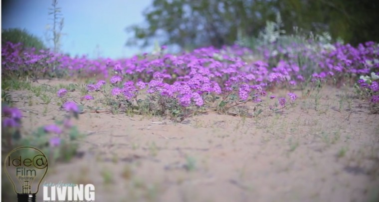 Spring Flowers - Lake Havasu's desert comes to life