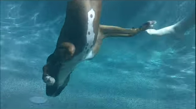 Rex the Diving Dog
