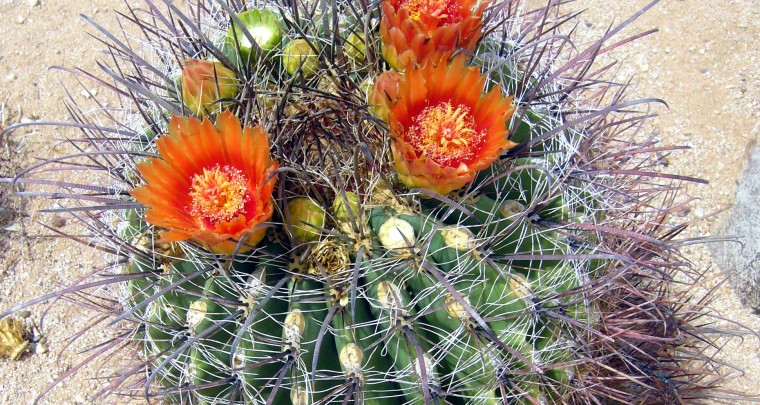 The Barrel Cactus