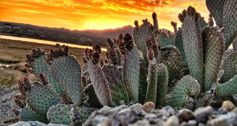 Photo Finish - A Cactus Point of View