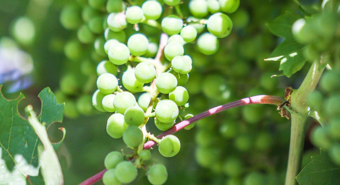 Grapes take work, especially in the early years, but once established they will become a staple in your landscape.  