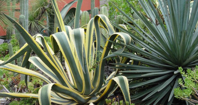 Agaves & Aloes